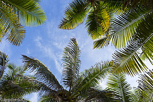 Kokospalmen auf der Isla Marina, einer der Islas del Rosario