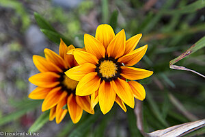 Blumen im Garten beim Les Jardins d'Heva