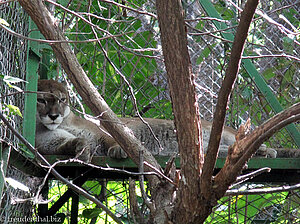 Puma (Puma concolor)