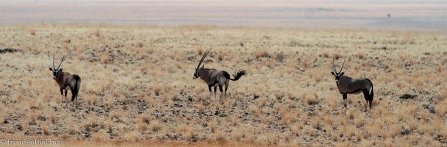 Oryx Antilopen im Namib-Naukluft Park