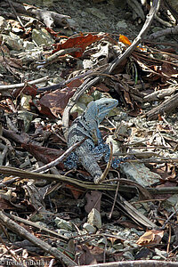 Leguan auf der Isla Chora