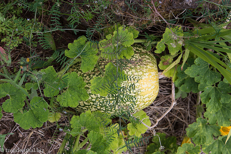 Melone auf Madeira Melone auf Madeira