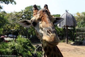 Auf Augenhöhe mit einer Giraffe im Dusit Zoo