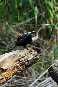 Ein Schlangenhalsvogel - Anhingidae - am Río San Carlos