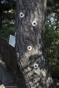 January 21 Incident Pine Tree auf dem Bukak Trail