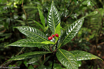 wilder Kaffee auf dem Silau-Silau Trail