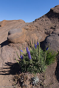 Natternkopf oder der Stolz von Madeira