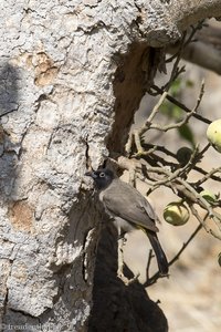 Gelbsteißbülbül (Pycnonotus xanthopygos) im Oman