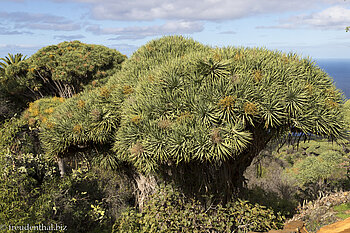 Drachenbäume bei Las Tricias, La Palma Drachenbäume bei Las Tricias