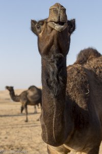 schwarzes Kamel in der Rub al-Khali im Oman