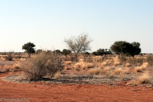 roter Sandboden in der Kalahari Halbwüste