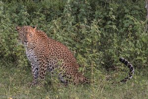 Leopard im Nationalpark Yala West