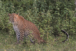 Leopard im Nationalpark Yala West