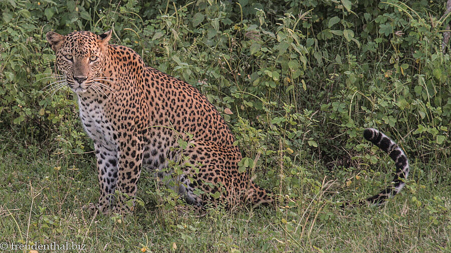 auf einmal saß da ein Leopard neben unserem Wagen in Yala West
