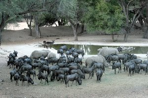 Nashörner und Gnus beim Wasserloch der Epako Lodge