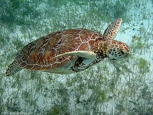 Grünschildkröte bei Baradol