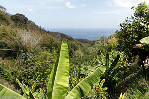 Blick über die Landschaft zum karibischen Meer