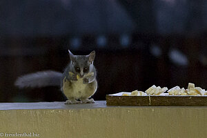 Bushbabys im Shona Langa - Feuchtnasenaffe Galago 