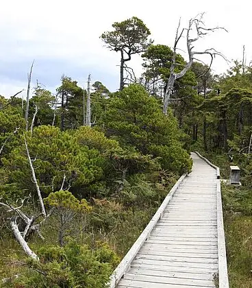 Shorepine Bog Trail