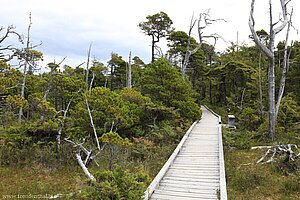 auf dem Bog Trail - Pacific Rim Nationalpark