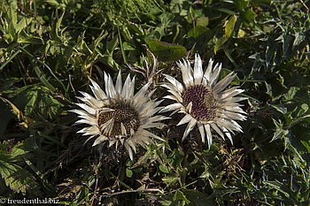 Silberdistel beim Hochhäderich