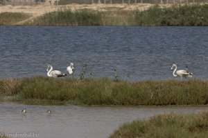 Müde Flamingos bei der Lagune Khawr Ad Dahariz bei Salalah
