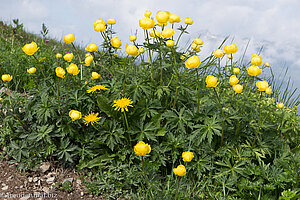 Europäische Trollblume (Trollius europaeus)