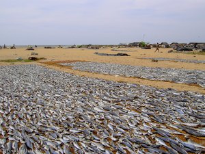 Negombo - Trockenfische
