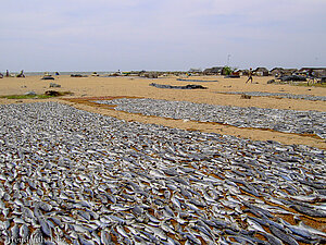 Negombo - Trockenfische