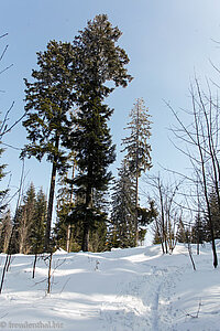 Wanderweg durch den Fisterenwald