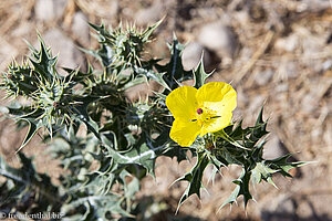 Pflanze im Wadi Darbat im Oman