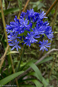 Blume im Archaeological Park von San Agustín