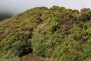 Baumheide am Hang des Lagoa do Fogo