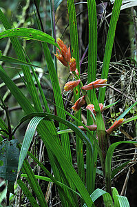 Schleimige Pflanzen im Tapanti Nationalpark