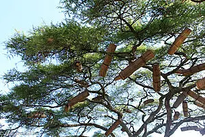 Bienenkörbe auf dem Baum