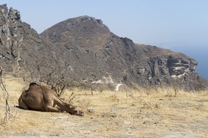Kamel oberhalb dem Fazayah Beach