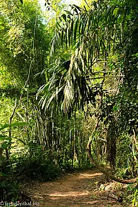 Wanderweg im Khao Sok