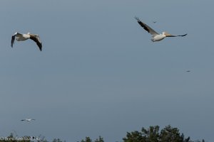 fliegender Pelikan in den Zapata-Sümpfen