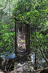 Ehemalige Hängebrücke über den Rio Colorado - heute völlig verwachsen.