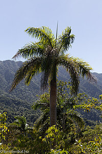 Königspalmen in der Sierra Maestra