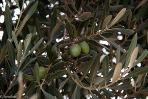 Oliven im Menara Garten
