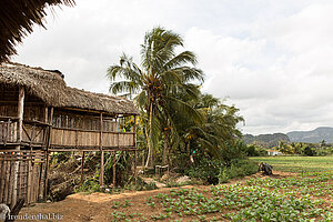 Restaurant Yuri y Nino in Viñales