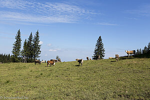 Kühe beim Alpspitz