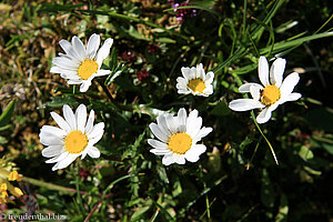 Hallers Wucherblume (Leucanthemum atratum ssp.)