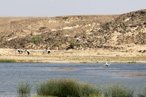 Flamingos fliegen über das Vogelbrutgebiet der Lagune Khor Rori im Oman