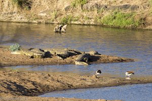 Krokodile und Nilgänse beim Shingwedzi-Camp