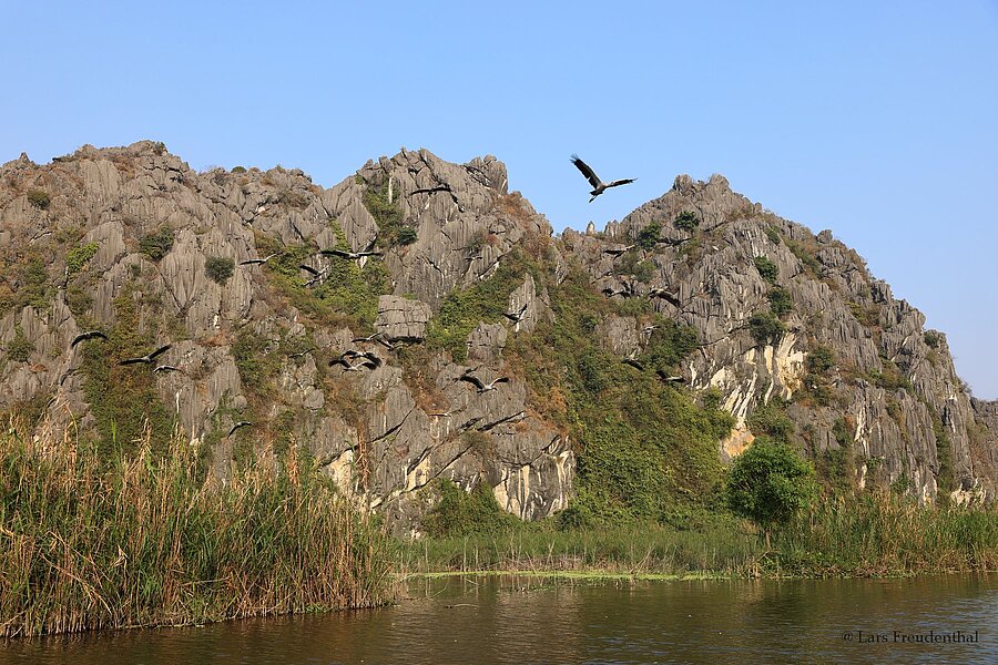 Eine Kolonie Silberklaffschnabel fliegt über das Feuchtgebiet Van Long