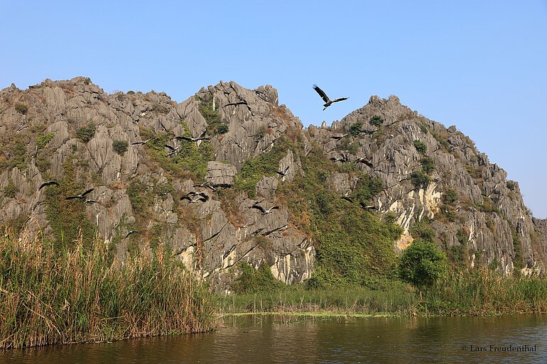 Eine Kolonie Silberklaffschnabel fliegt über das Feuchtgebiet Van Long