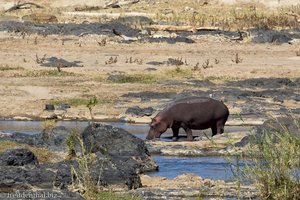 Flusspferde unterhalb vom Aussichtspunkt N'wamanzi
