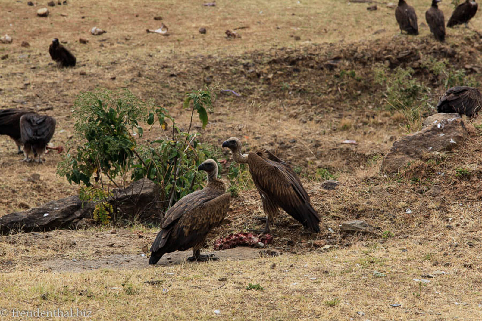 Geier räumen am Straßenrand nahe Addis Abeba auf – Äthiopien